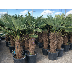 Palma konopná (Trachycarpus wagnerianus) – celková výška 150-180 cm, výška kmeňa 80-90 cm (-19°C)